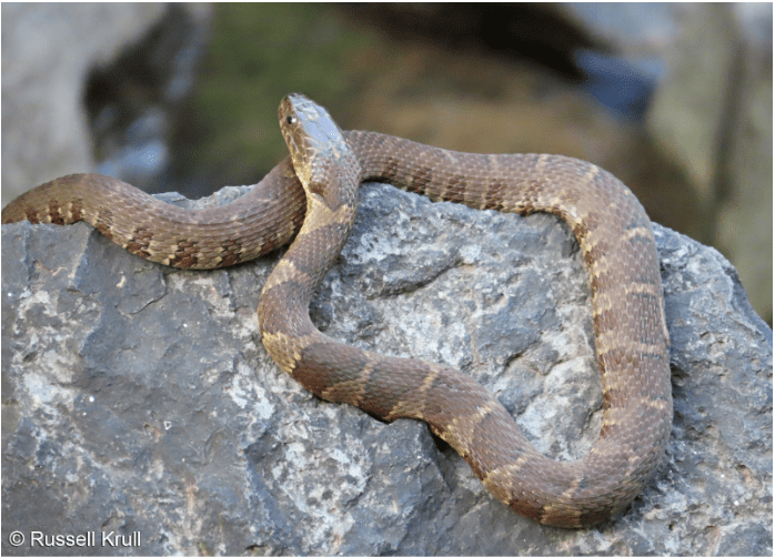 Northern Water Snake resting on rock.